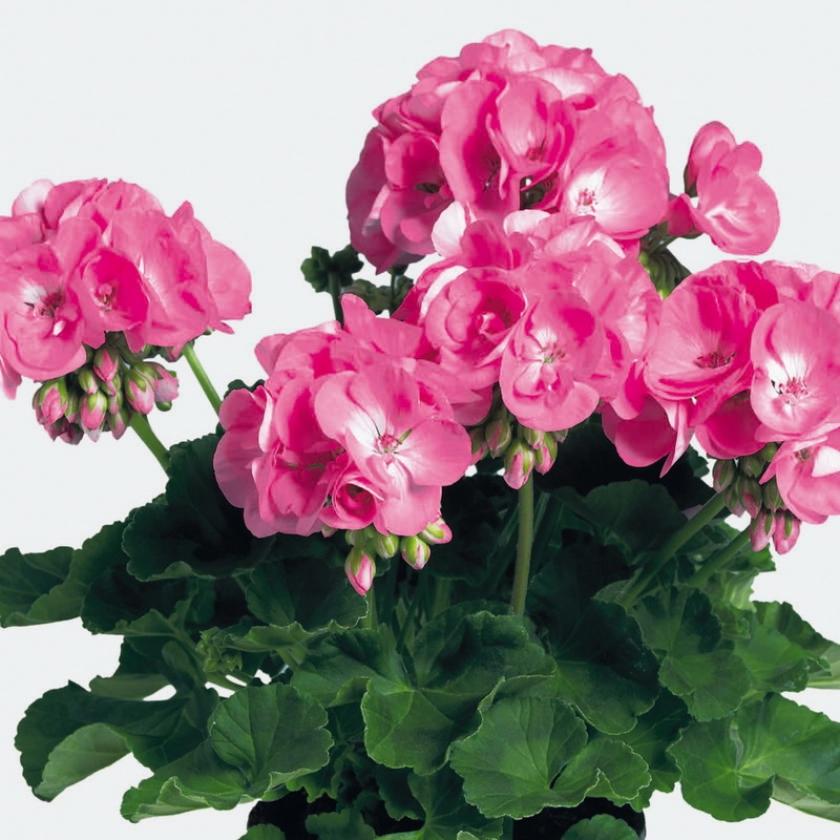 Пеларгония ПАК Винтажная Роза (PAC Vintage Rose) 6