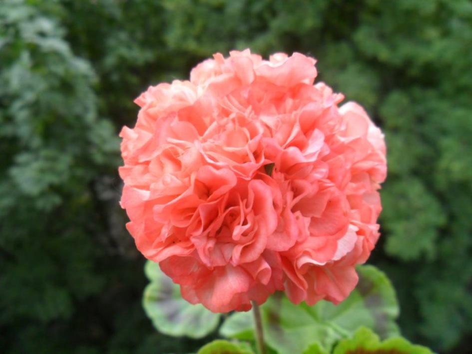 Пеларгония Паудер Пуф (Powder Puff) 4