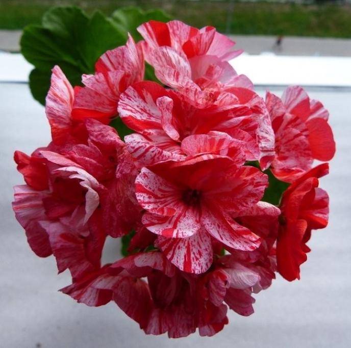 Пеларгония Пепперминт Твист (Peppermint Twist) 5
