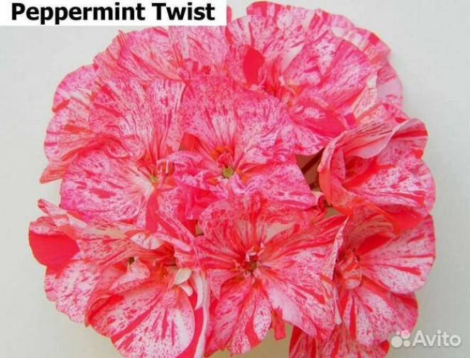 Пеларгония Пепперминт Твист (Peppermint Twist)