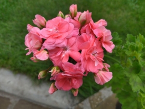 Пеларгония Петрей Белла (Petrei Bella)