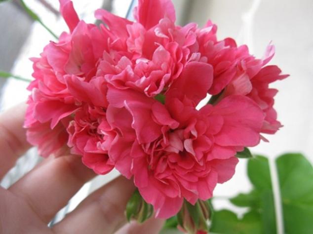 Пеларгония Пинк Чарт (Pink Chart) 4
