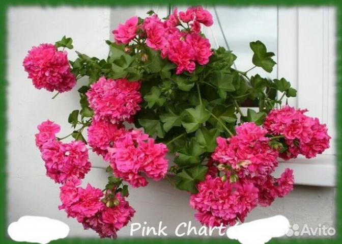 Пеларгония Пинк Чарт (Pink Chart)