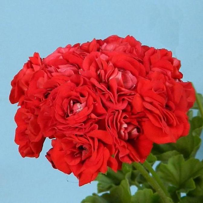Пеларгония Розебуд Ред 5