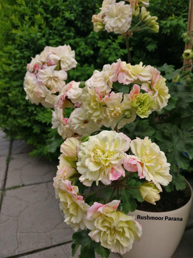 Пеларгония Рушмор Парана (Rushmoor Parana) 3