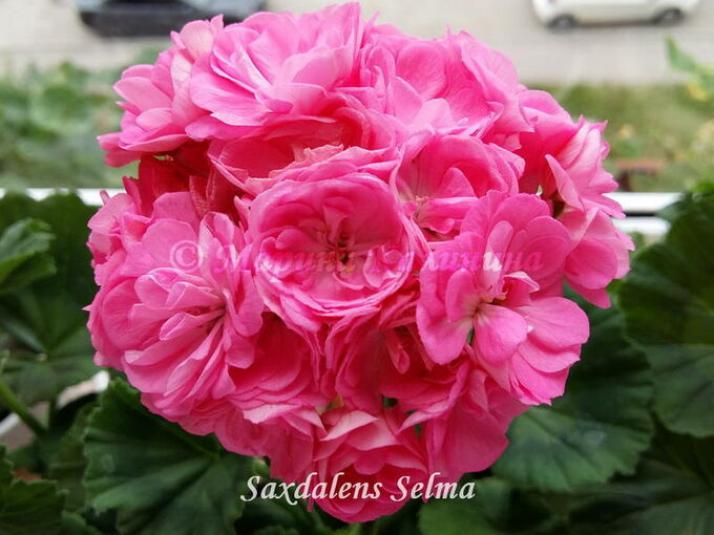 Пеларгония Сахдаленс Селма (Saxdalens Selma) 2