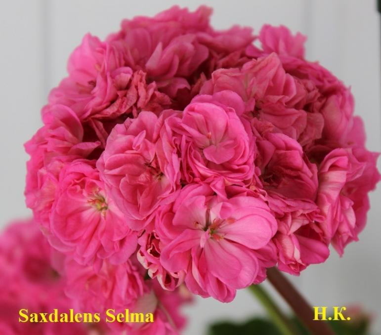 Пеларгония Сахдаленс Селма (Saxdalens Selma) 4