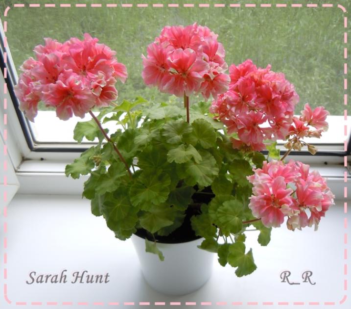Пеларгония Сара Хант (Sarah Hunt) 5