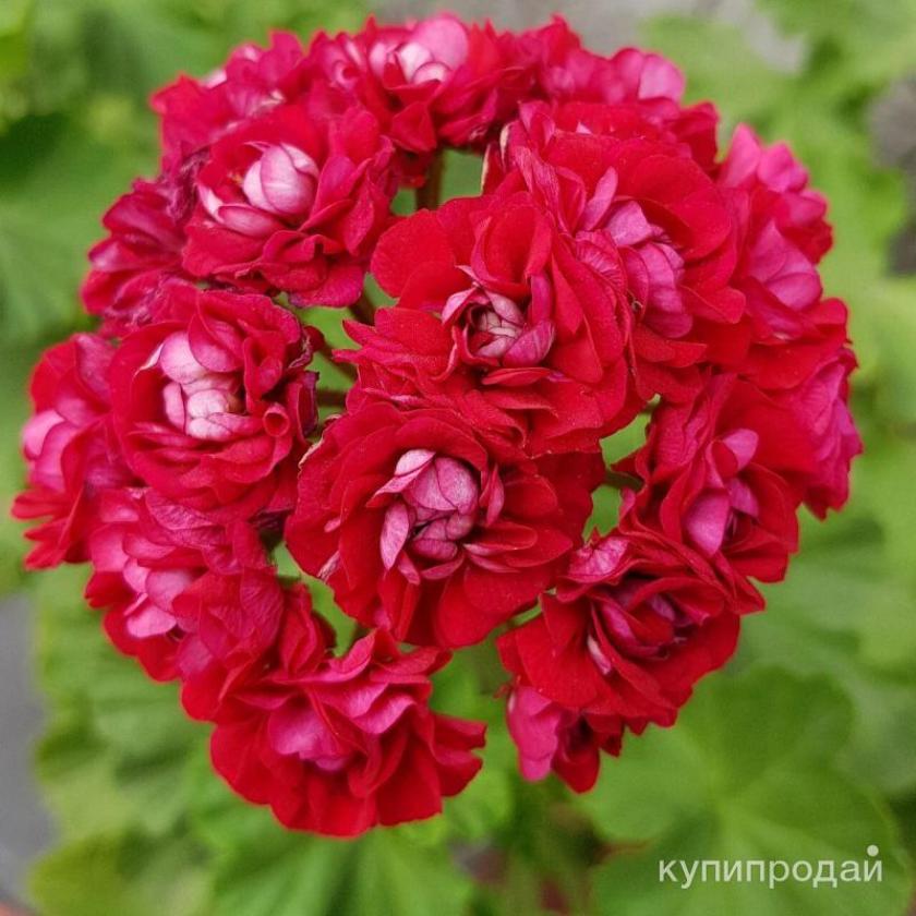Пеларгония Селеста Джулия