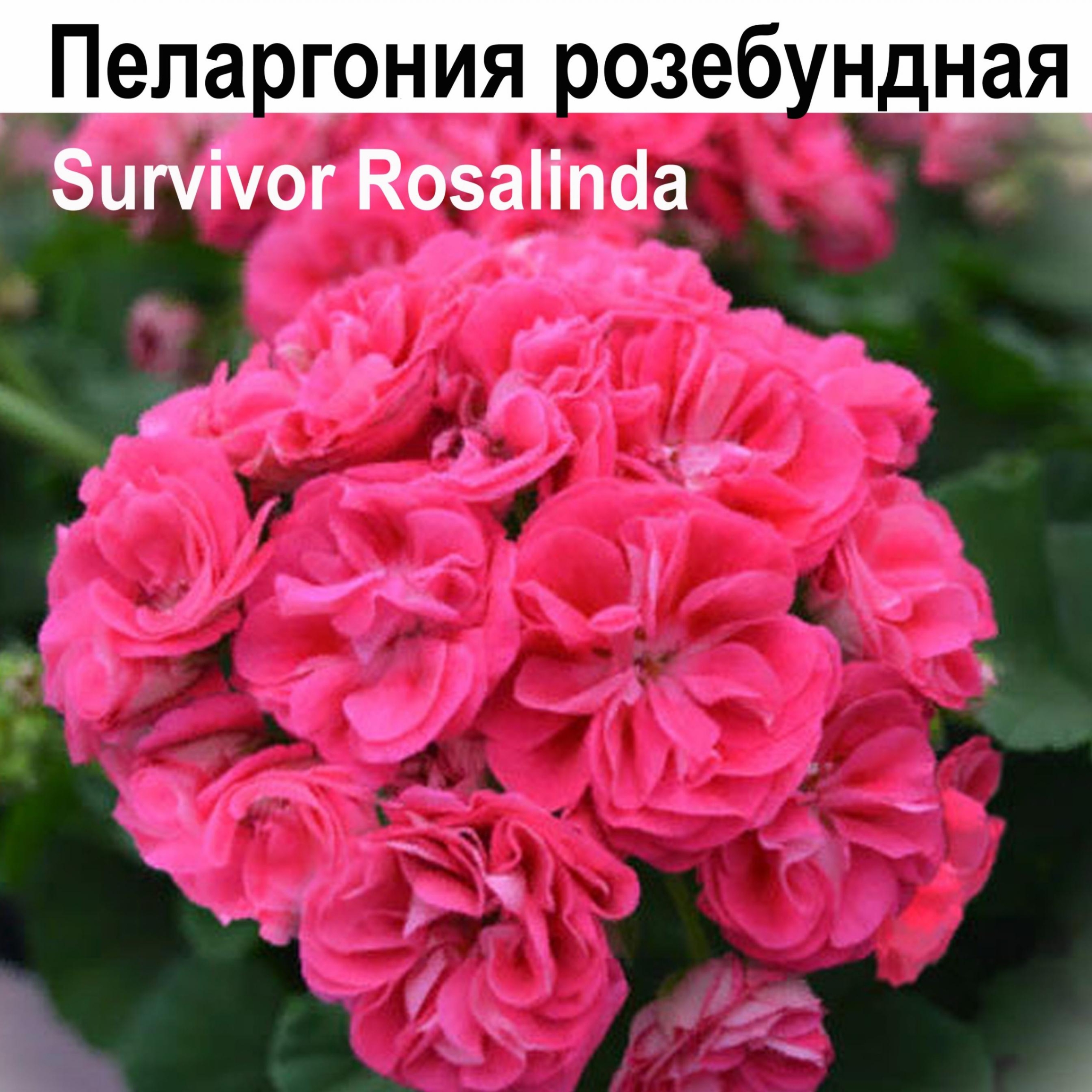 Пеларгония Сэрвивор Розалинда 4