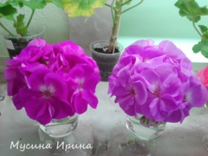 Пеларгония Шелк Алхимик