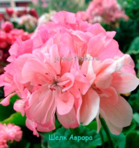 Пеларгония Шёлк Аврора