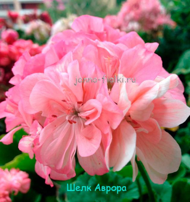 Пеларгония Шёлк Аврора