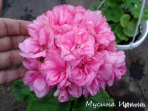 Пеларгония Шёлк Маркиза