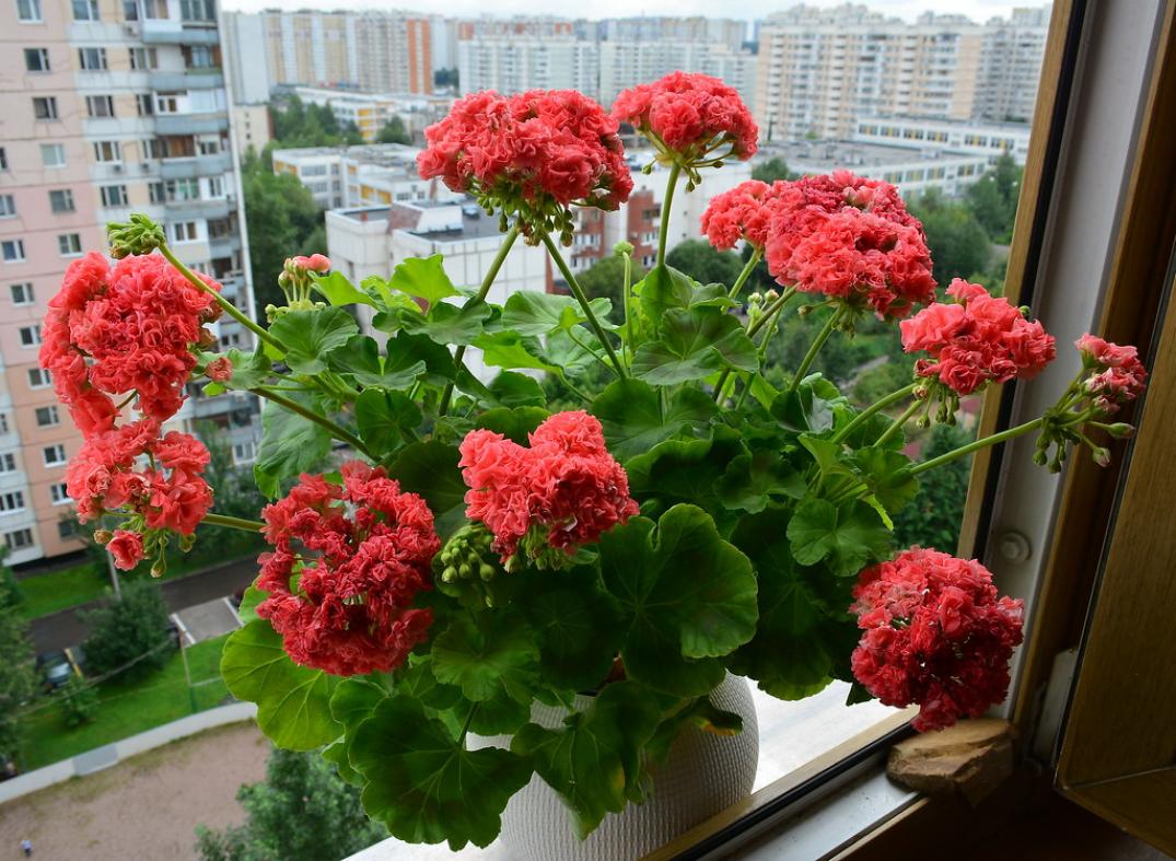 Пеларгония Шёлк Мойра 4