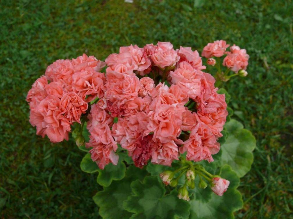 Пеларгония Шёлк Мойра 6