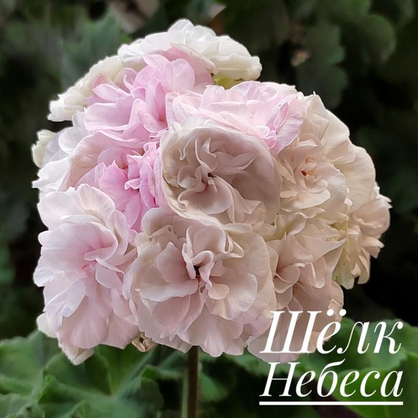 Пеларгония Шелк Небеса 4