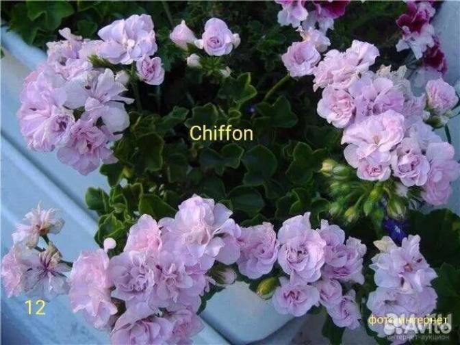 Пеларгония Шифон (Chiffon) 2