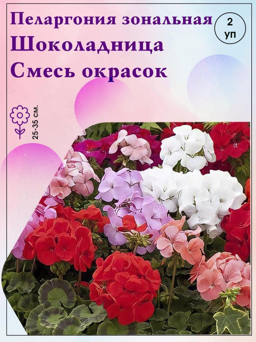 Пеларгония Шоколадница Смесь окрасок