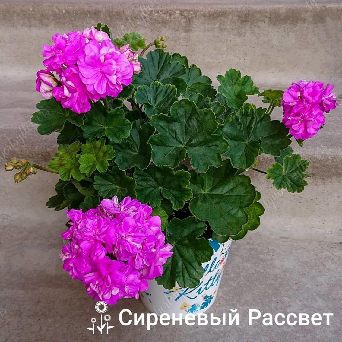 Пеларгония Сиреневый рассвет 5