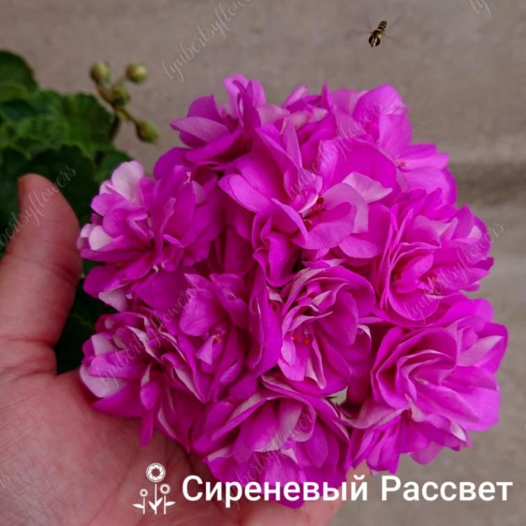 Пеларгония Сиреневый рассвет 6