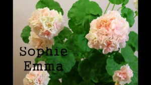 Пеларгония София Эмма