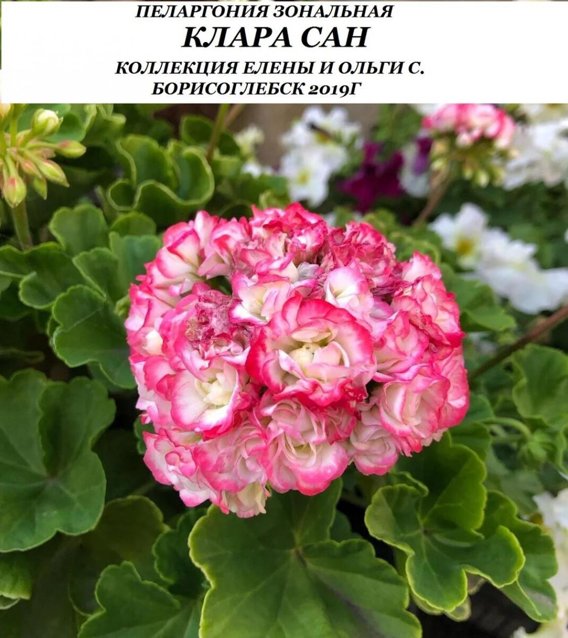 Пеларгония Сутарве Клара Сан 3