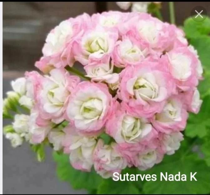 Пеларгония Сутарве Надя К. (Sutarves Nada K.) 2
