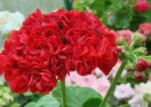 Пеларгония Свет Катя Коцкая