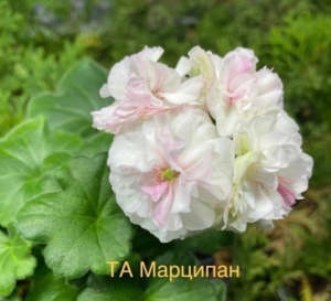 Пеларгония ТА-Марципан