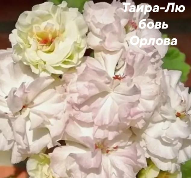 Пеларгония Таира Любовь Орлова 3