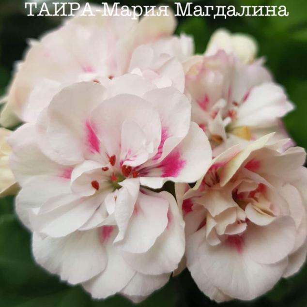 Пеларгония Таира Мария-Магдалина 3
