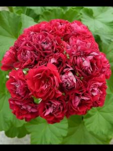 Пеларгония Унгарик Эпплблоссом (Ungarisk Appleblossom)
