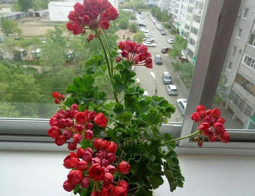 Пеларгония Виктория Андреа 4