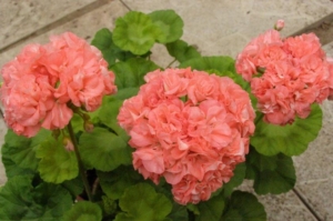 Пеларгония Вина (Vina)