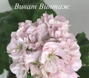 Пеларгония Виват Винтаж