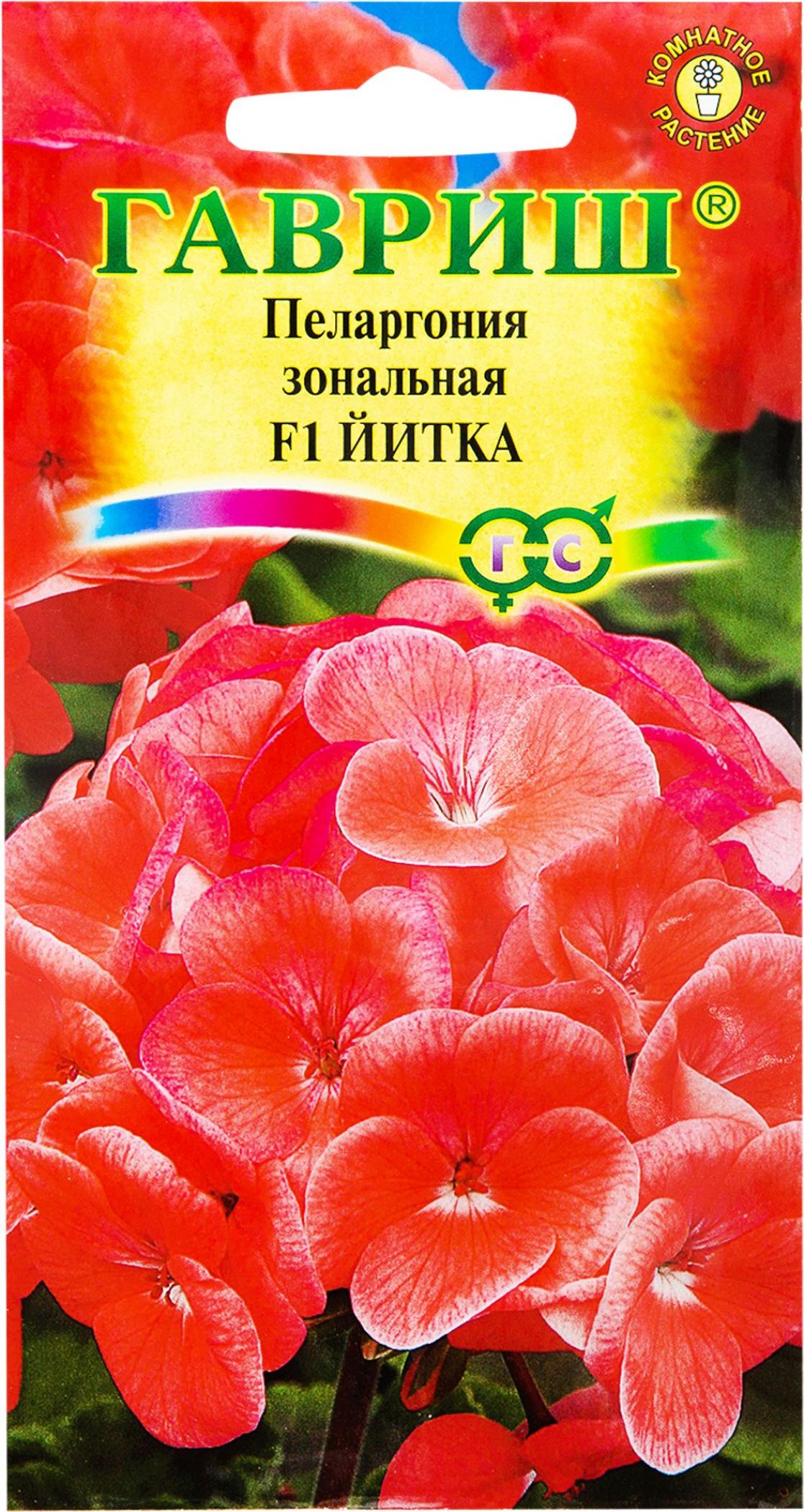 Пеларгония Йитка 2