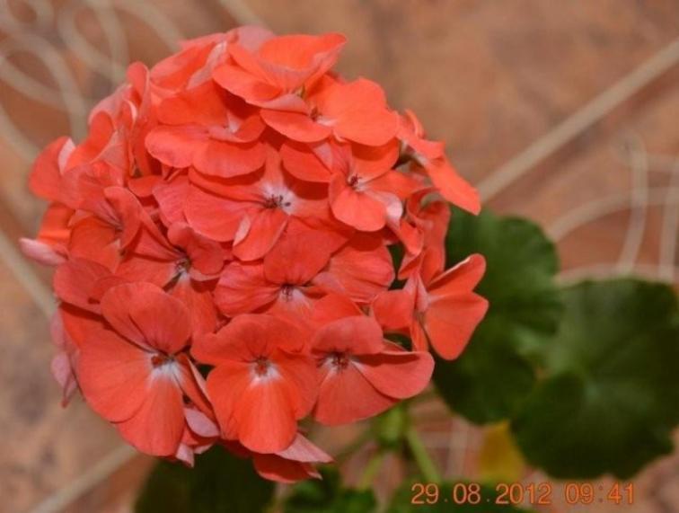 Пеларгония Йитка 4