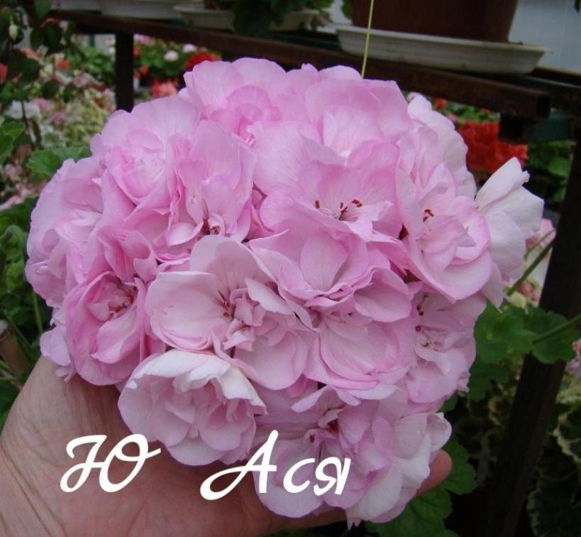Пеларгония Ю-Ася