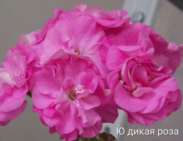 Пеларгония Ю-Дикая Роза 5