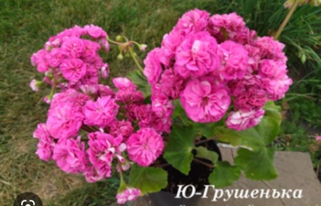 Пеларгония Ю-Грушенька 6