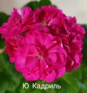 Пеларгония Ю-Кадриль