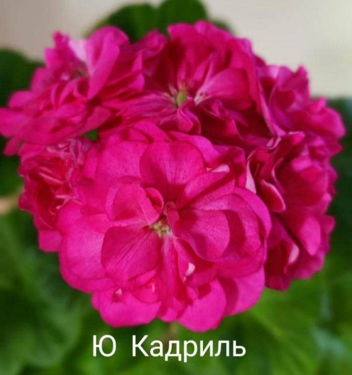 Пеларгония Ю-Кадриль