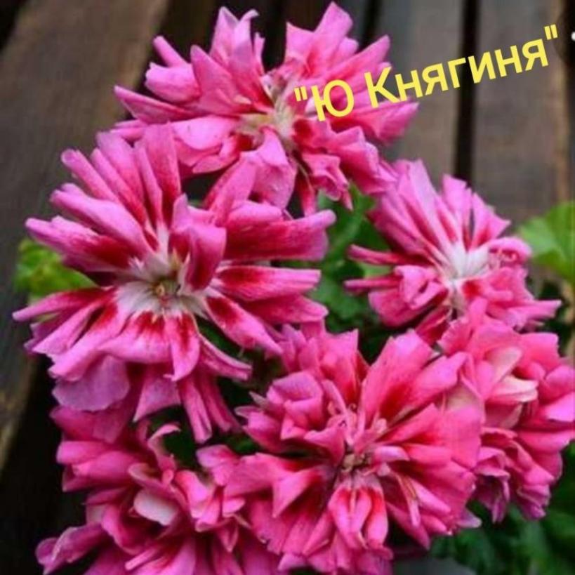 Пеларгония Ю-Княгиня 2