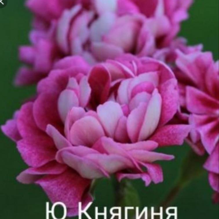 Пеларгония Ю-Княгиня 4
