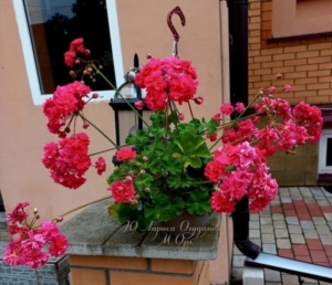 Пеларгония Ю-Лариса Огудалова