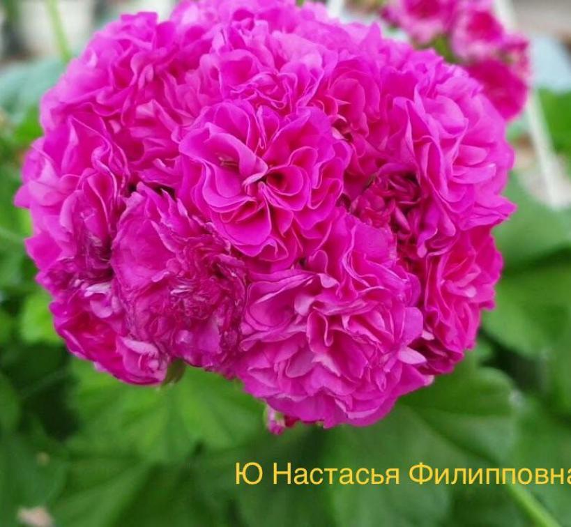 Пеларгония Ю-Настасья Филипповна