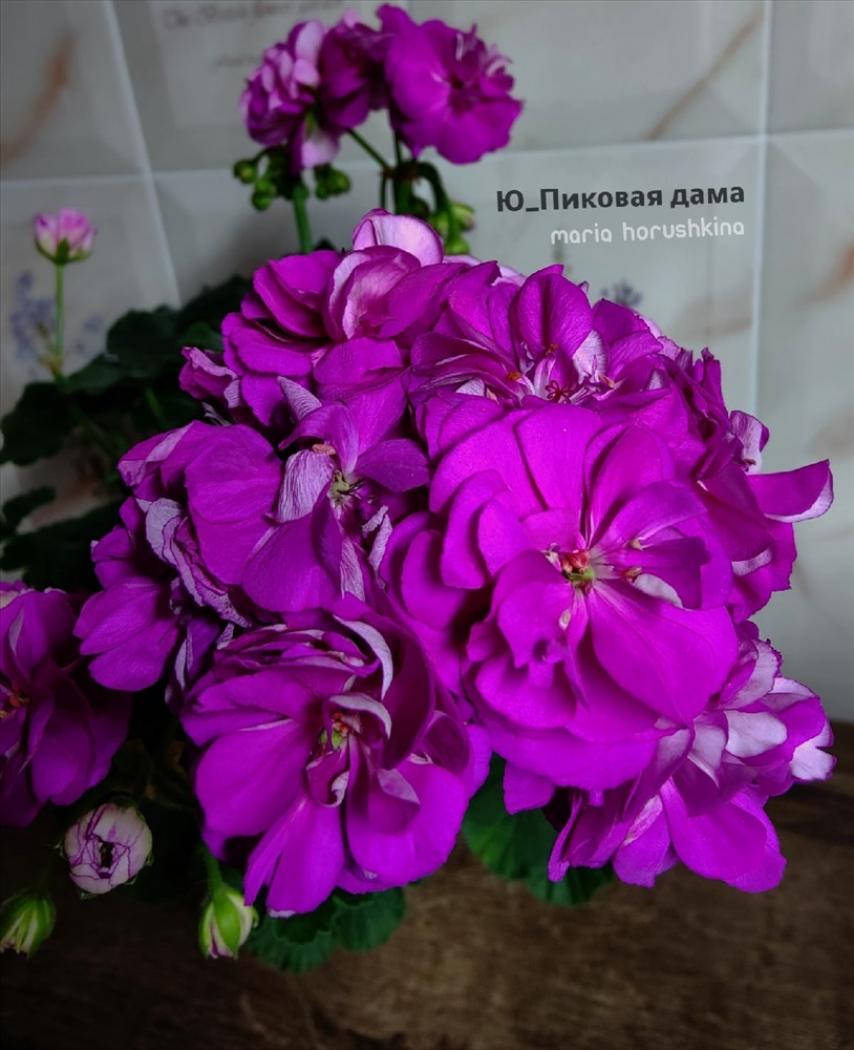 Пеларгония Ю-Пиковая Дама 4