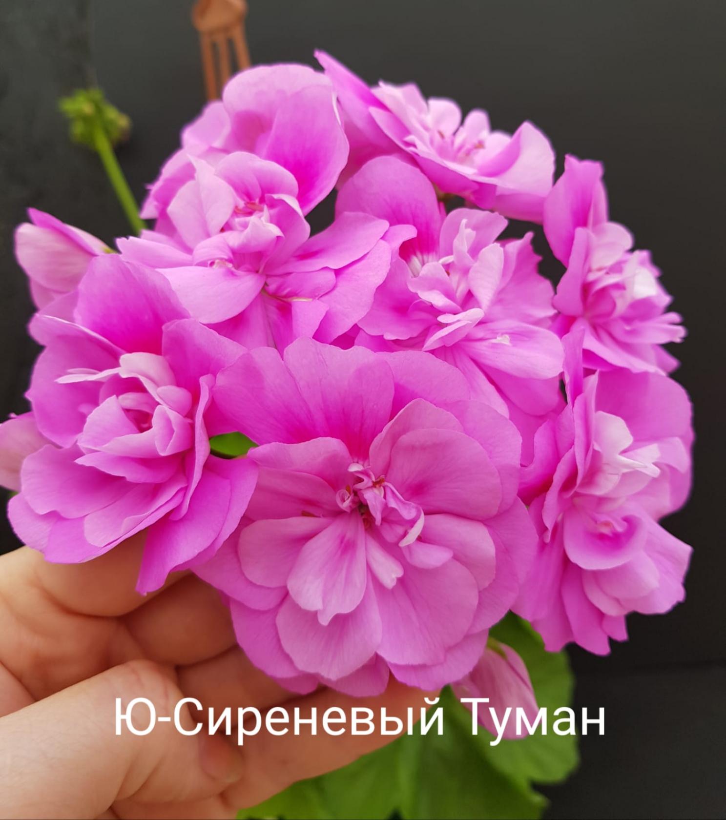 Пеларгония Ю-Сиреневый Туман 3