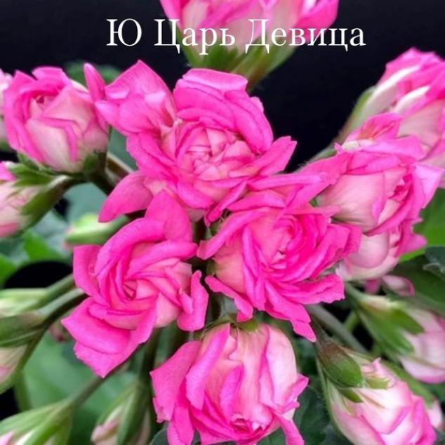 Пеларгония Ю-Царь Девица